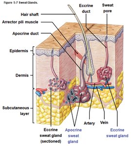 Sweat glands in the skin