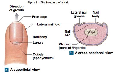 Structure of a nail, superficial and cross-sectional views