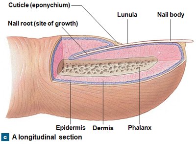 Longitudinal section of a nail