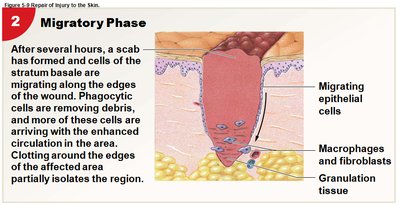 Migratory phase of skin repair