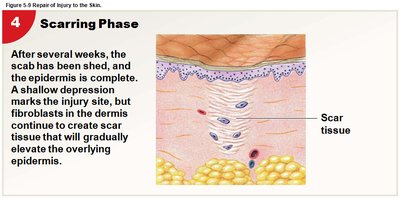 Scarring phase of skin repair