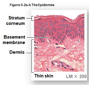 Histology of thin skin showing epidermal layers