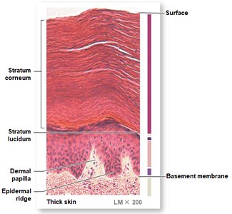Histology of thick skin showing multiple layers
