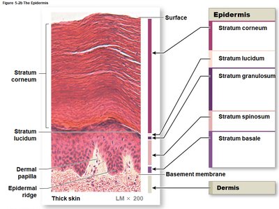 Labeled diagram of thick skin layers