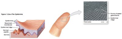 Epidermal ridges and fingerprint formation