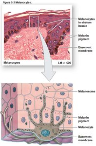 Melanocytes and melanin distribution in the epidermis