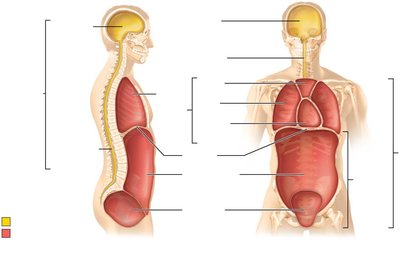 Dorsal and ventral body cavities