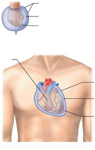 Serous membrane relationships
