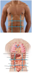 Abdominopelvic regions