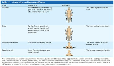 Orientation and Directional Terms Table
