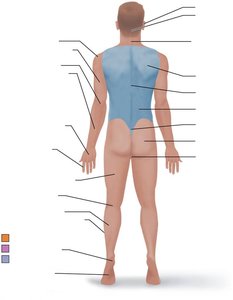 Posterior regional terms