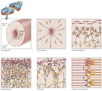 Stages of nervous system development