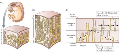 Neurogenesis in the ventricular zone