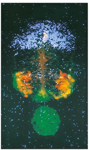Notochord induction of motor neuron differentiation