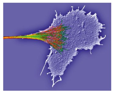 Growth cone and filopodia targeting cells