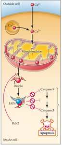 Molecular pathway of apoptosis in neurons