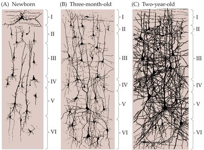 Dendritic branching and synaptogenesis in postnatal development