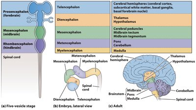 Development of brain vesicles and adult brain regions
