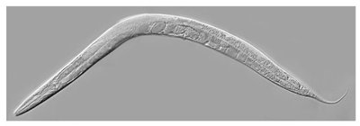 C. elegans as a model organism for neural development