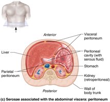 Serosae associated with the abdominal viscera: peritoneum