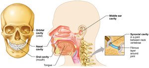 Other body cavities