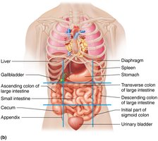 Abdominopelvic regions (organs labeled)