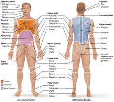 Anatomical position and regional terms