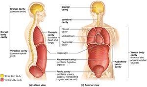 Dorsal and ventral body cavities and their subdivisions