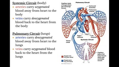 Pulmonary and systemic circuits with blood flow