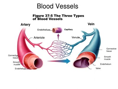 Three types of blood vessels: artery, vein, capillary