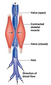 Capillary structure and function