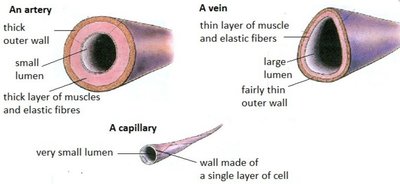 Capillary network and exchange
