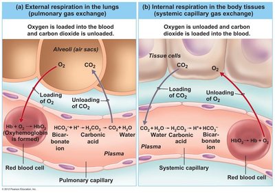 External and internal respiration in capillaries