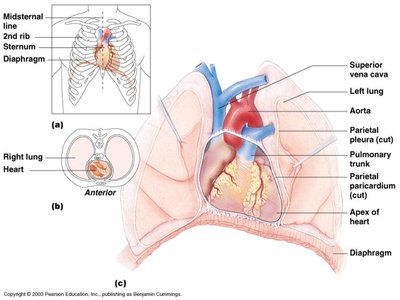 Anatomical location of the heart and its coverings