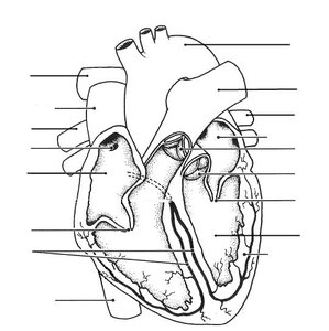 Heart anatomy with conduction system