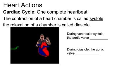 Cardiac conduction system pathways