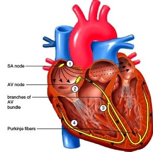 Cardiac conduction system pathways