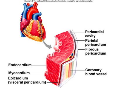 Layers of the heart wall and pericardium