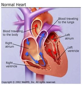 Normal heart showing chambers and blood flow