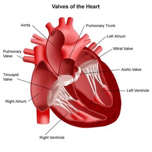 Valves of the heart