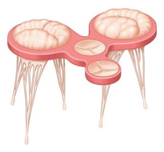 Structure of heart valves and chordae tendineae