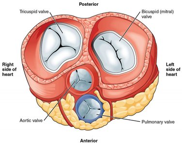 Cross-section of heart valves