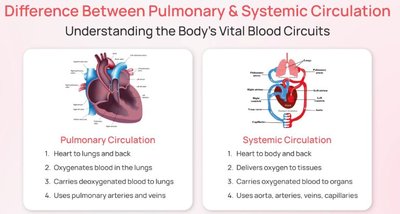 Difference between pulmonary and systemic circulation