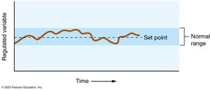 Negative feedback loop: regulated variable and set point