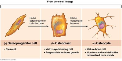 Bone cell lineage