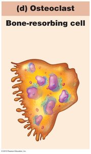 Osteoclast cell