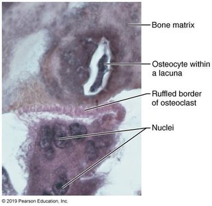Osteoclast and osteocyte in bone matrix