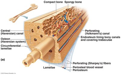 Compact bone structure