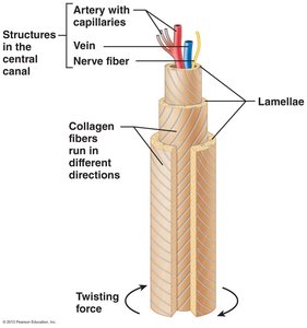 Lamellae and central canal