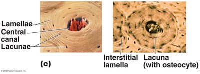 Lamellae and lacunae